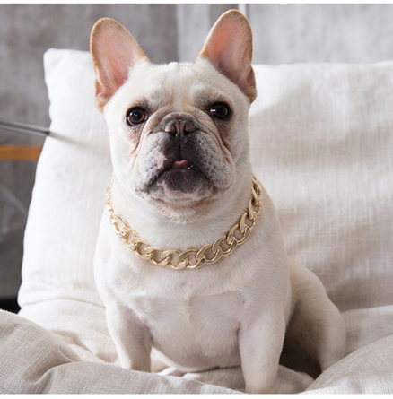 Many factors affect whether you should let your dog wear a gold chain
